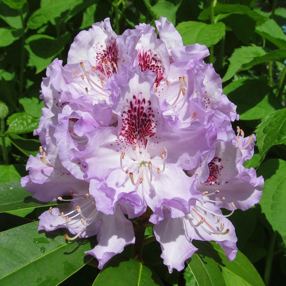 Рододендрон гибридный бузуки