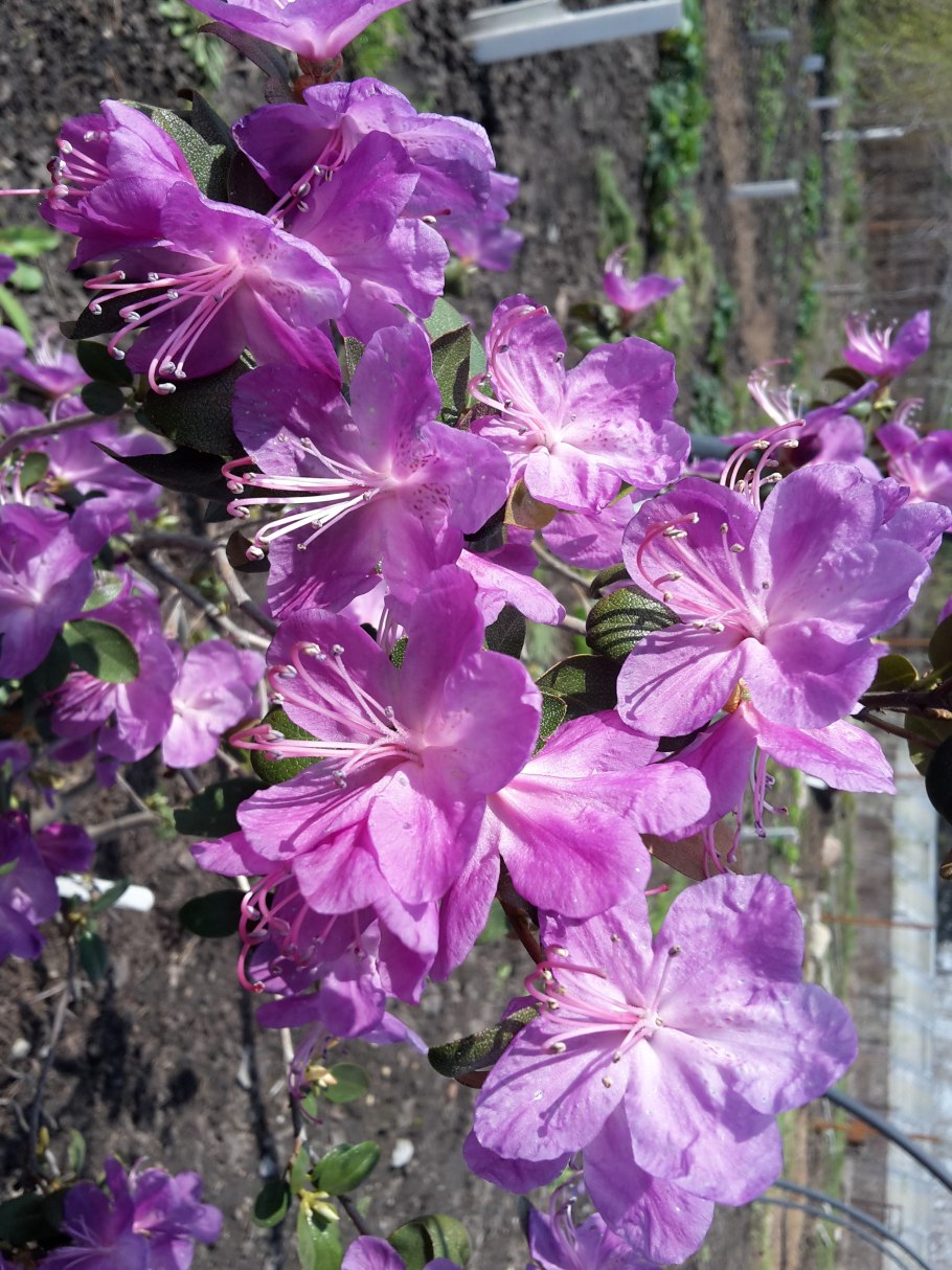 Рододендрон сихотропский