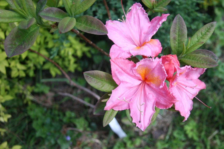 Рододендрон Карибия