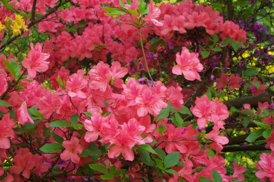 Рододендрон ноготковидный (Rhododendron