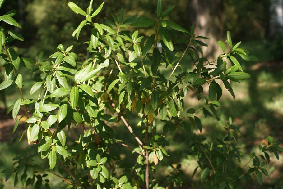 Бирючина обыкновенная ligustrum vulgare