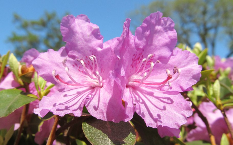 Рододендрон голден точ