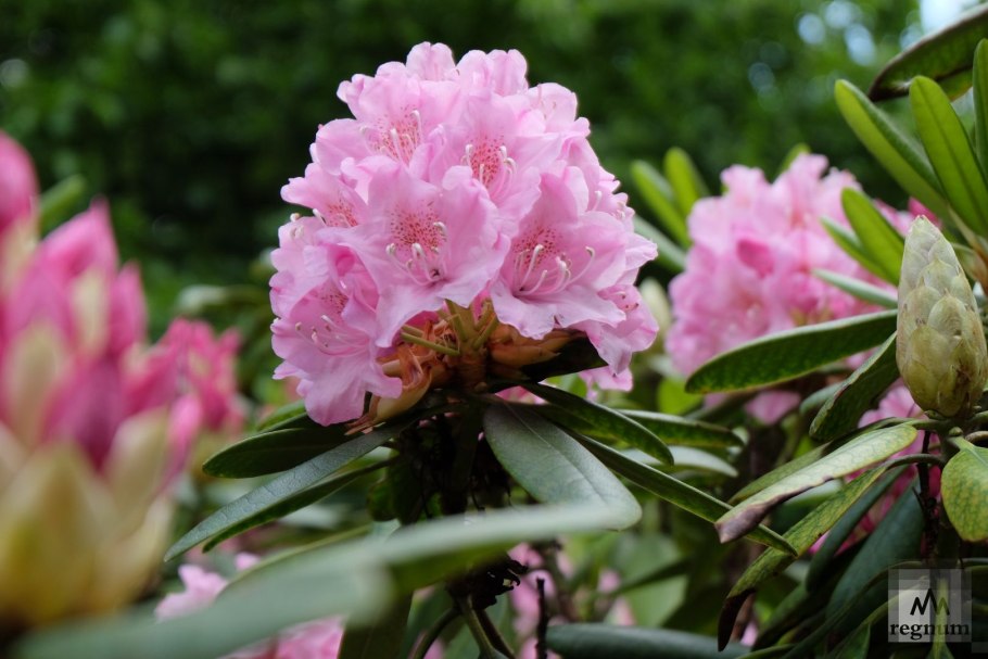 Рододендрон гибридный хельсинский университет