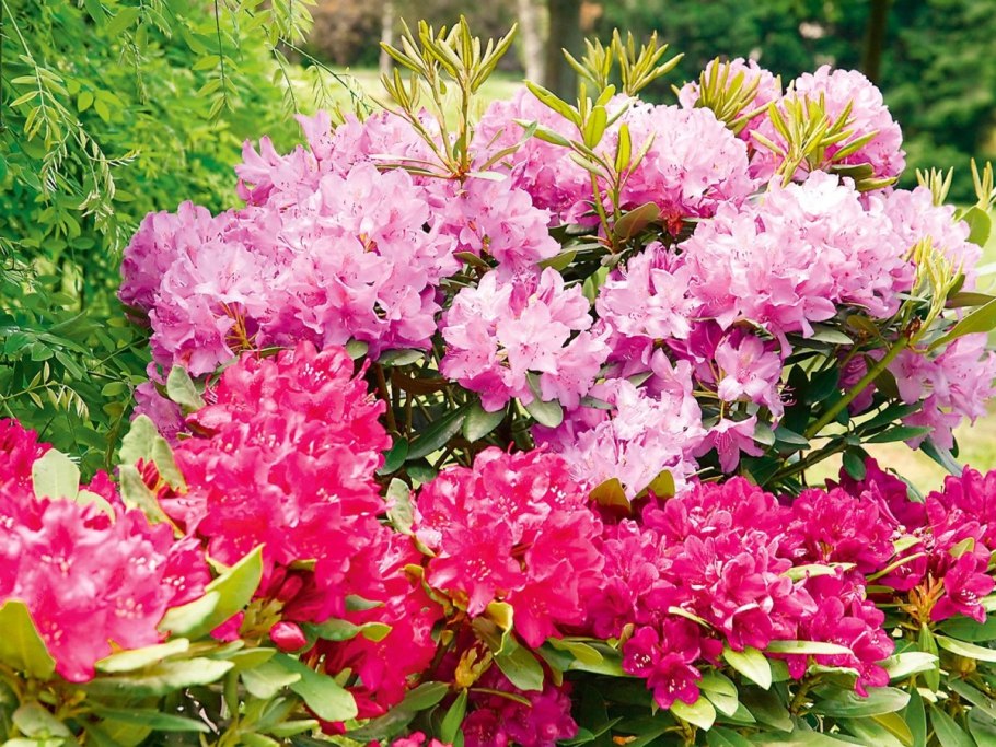 Рододендрон болкенс люпиненберг