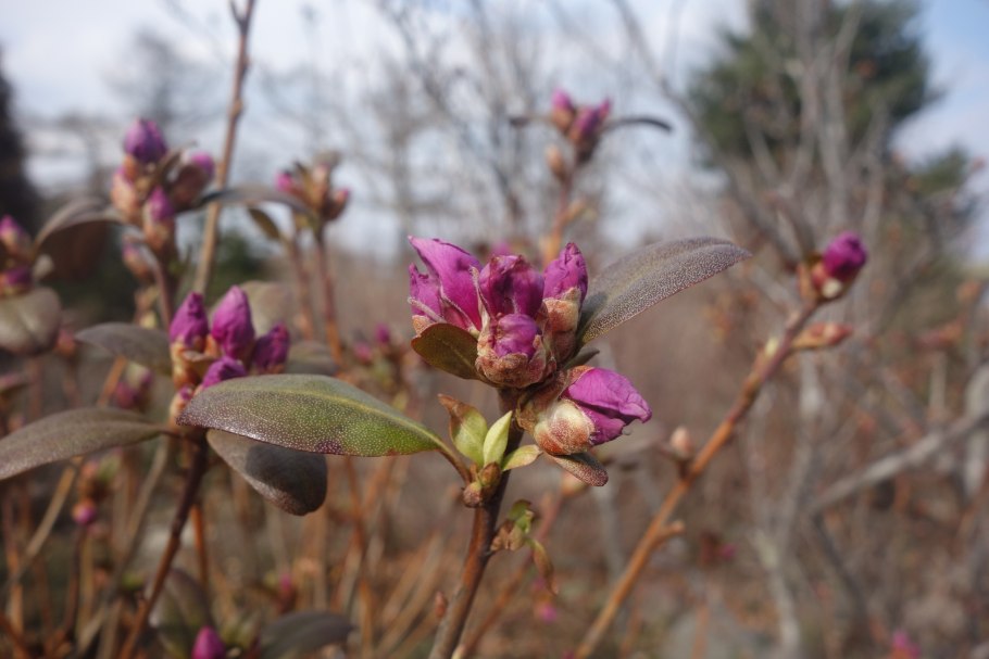 Рододендрон короткоплодный