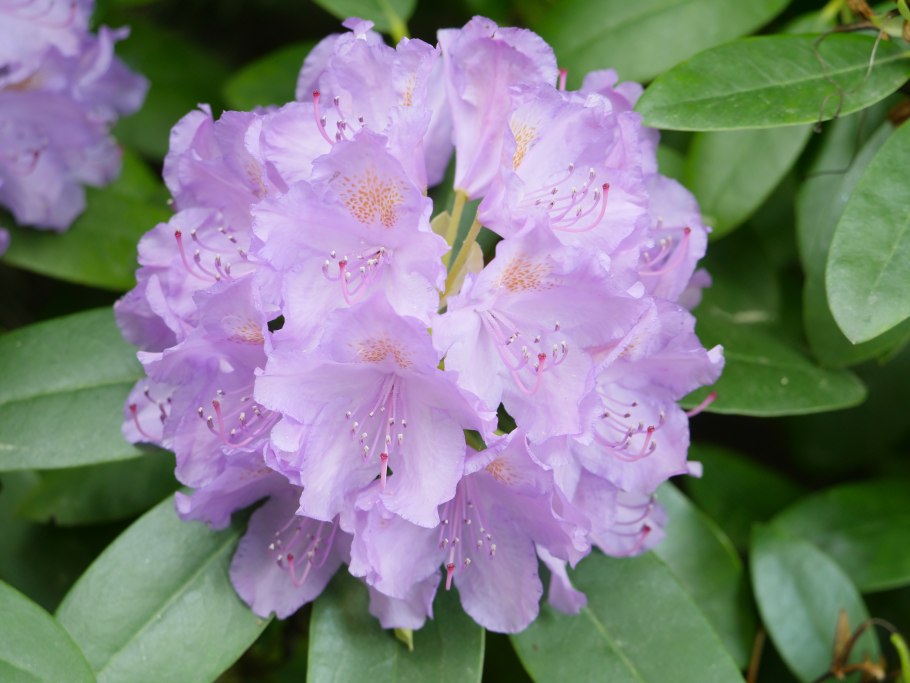 Рододендрон смирнова (rhododendron smirnowii)