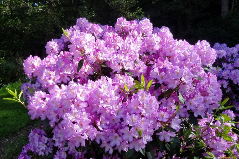 Рододендрон азалия