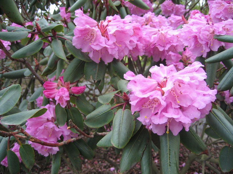 Рододендрон вазея