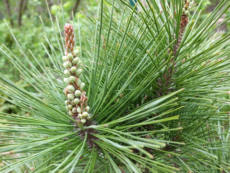 Сосна густоцветная Pinus densiflora