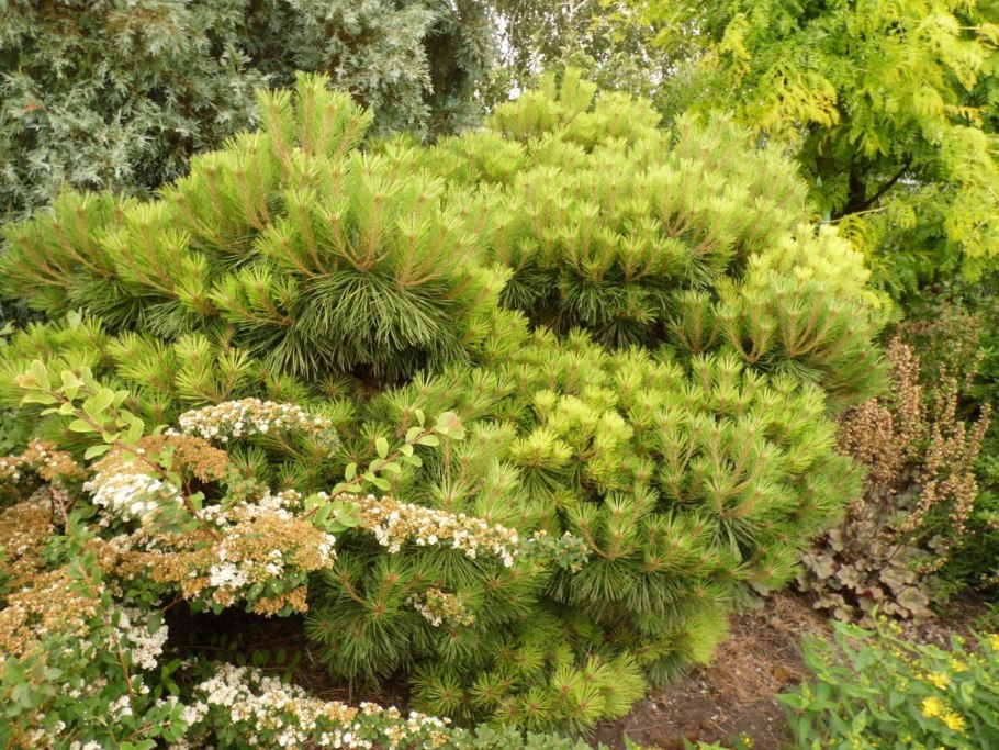 Сосна густоцветковая саженцы