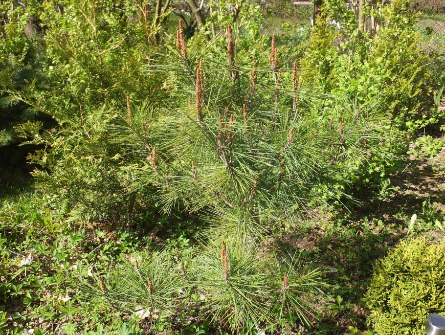 Сосна густоцветковая jane kluis