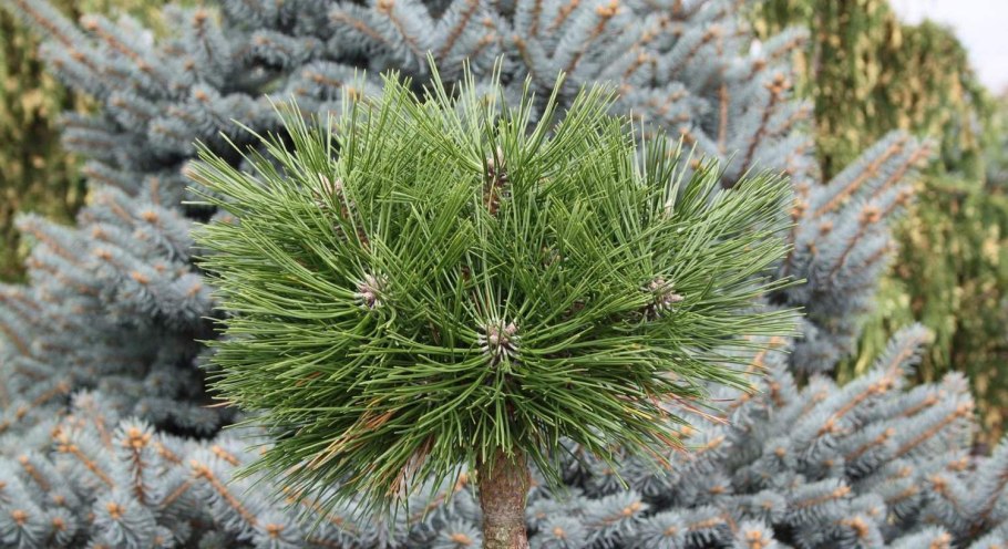 Сосна jane kluis