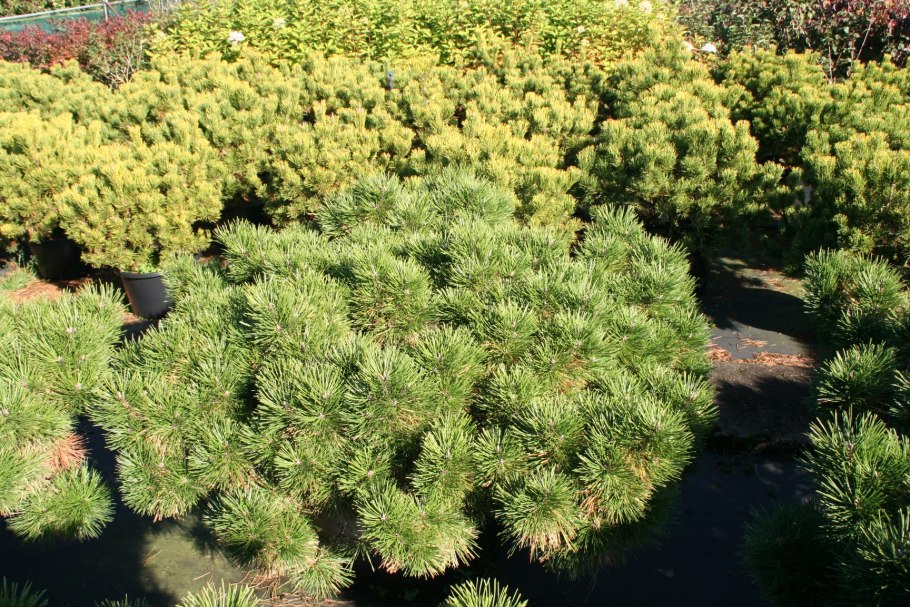 Сосна густоцветковая Джейн Клуис