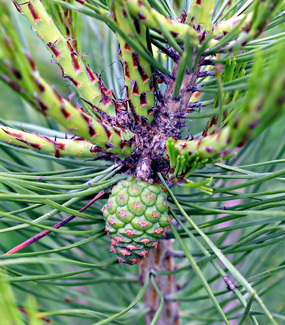Сосна густоцветная шишки
