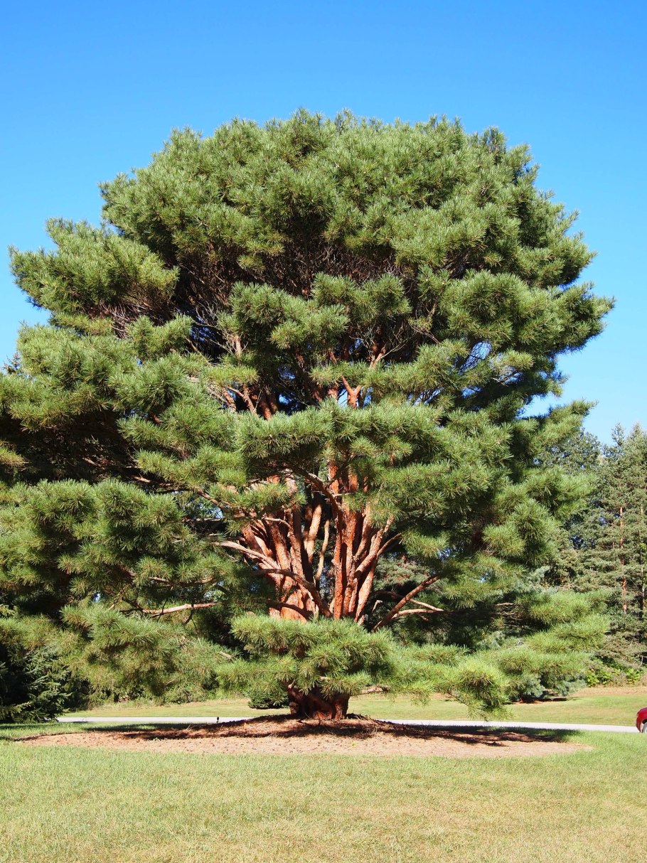 Сосна Tamoyosho compacta