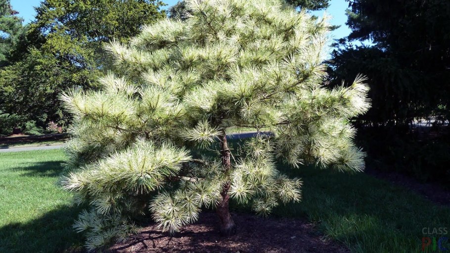 Сосна Денсифлора Окулус Драконис