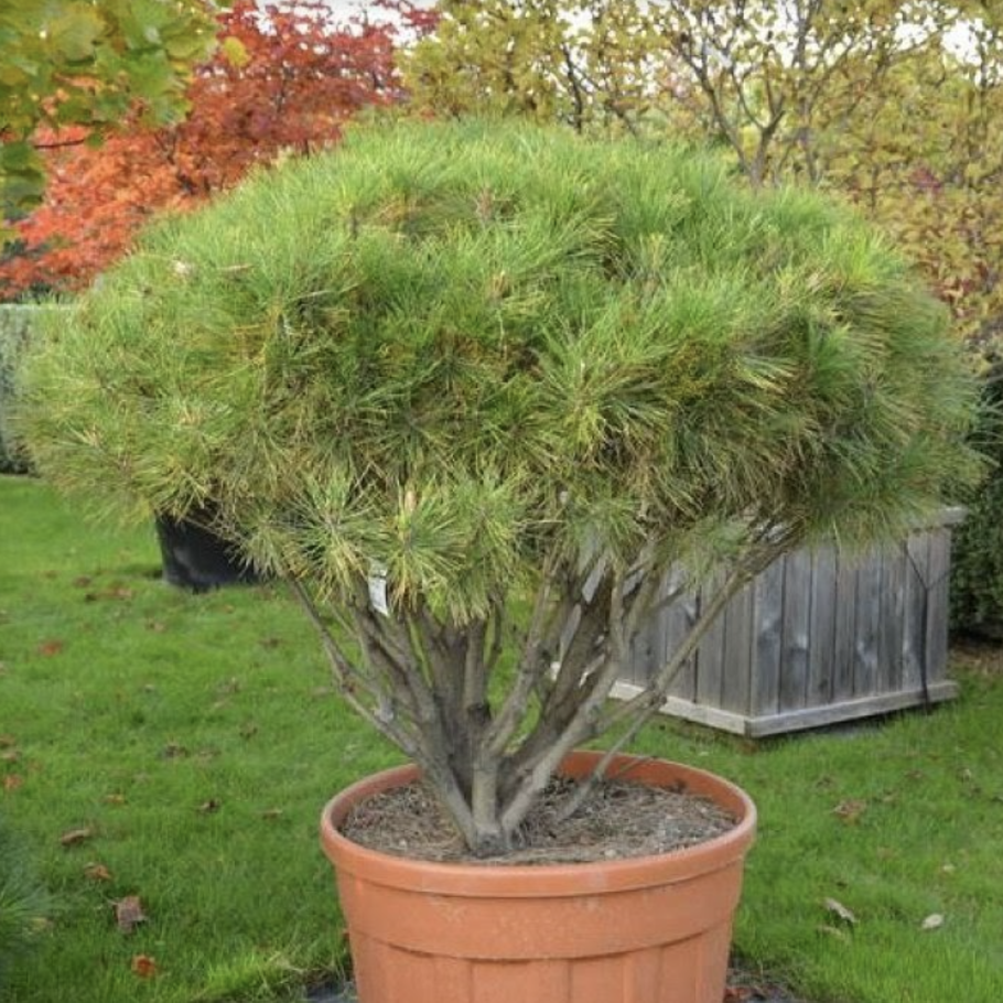 Сосна густоцветковая тамойошо компакта