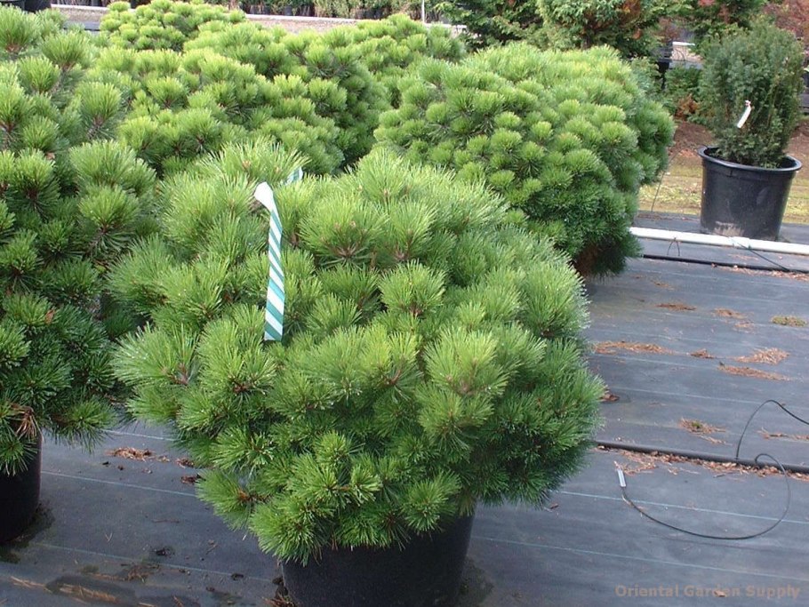 Карликовая сосна