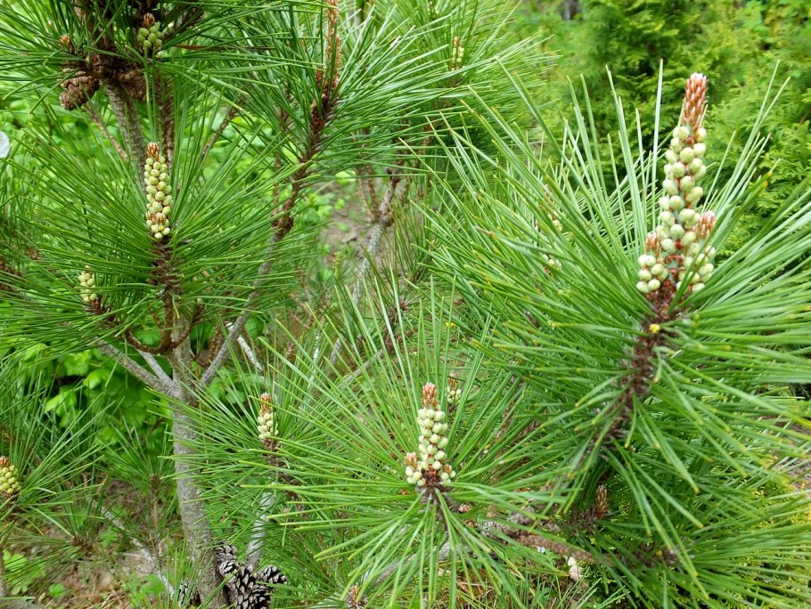 Pinus densiflora Jane kluis
