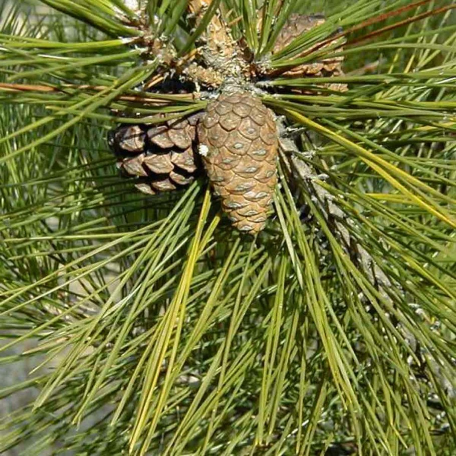 Сосна густоцветковая шишки