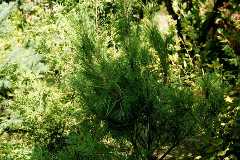 Сосна густоцветковая маньчжурская