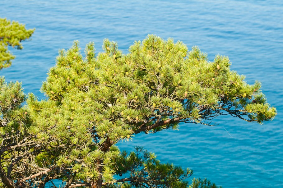 Pinus nigra subsp pallasiana