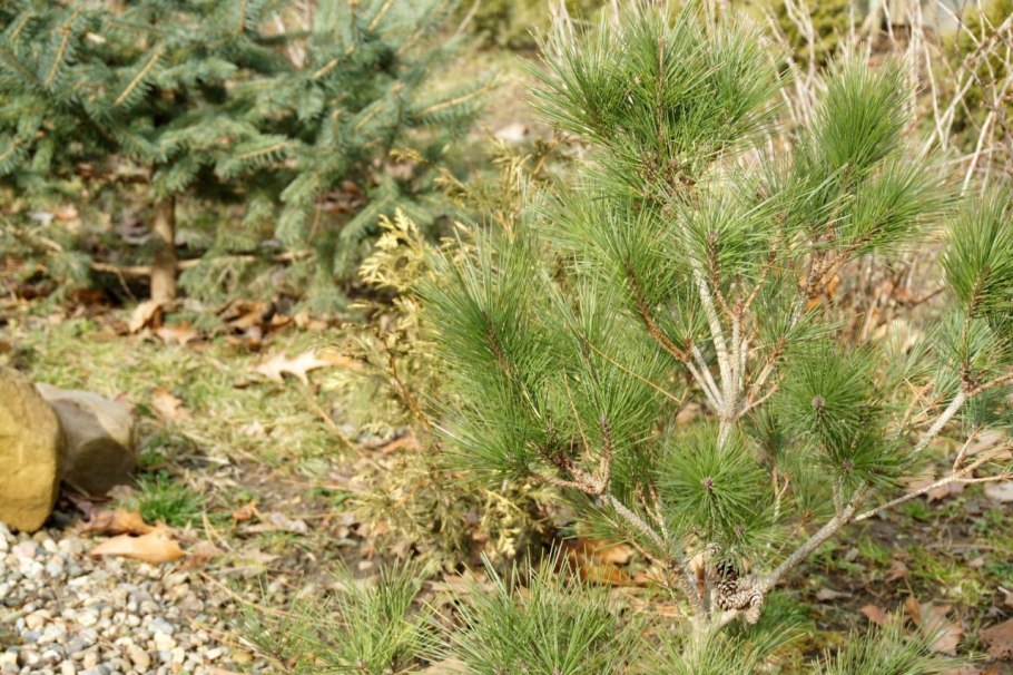 Сосна pinus wallichiana