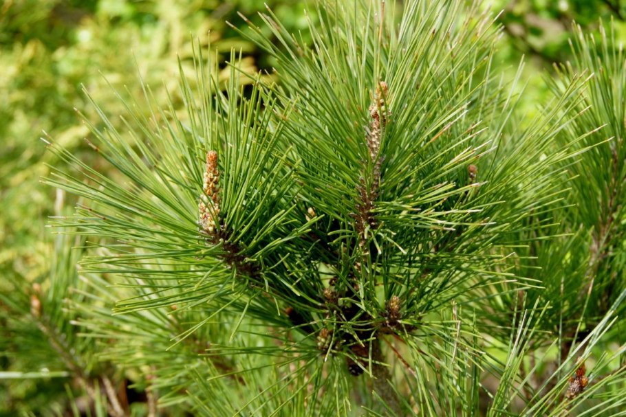 Дальневосточный морской заповедник густоцветковая сосна
