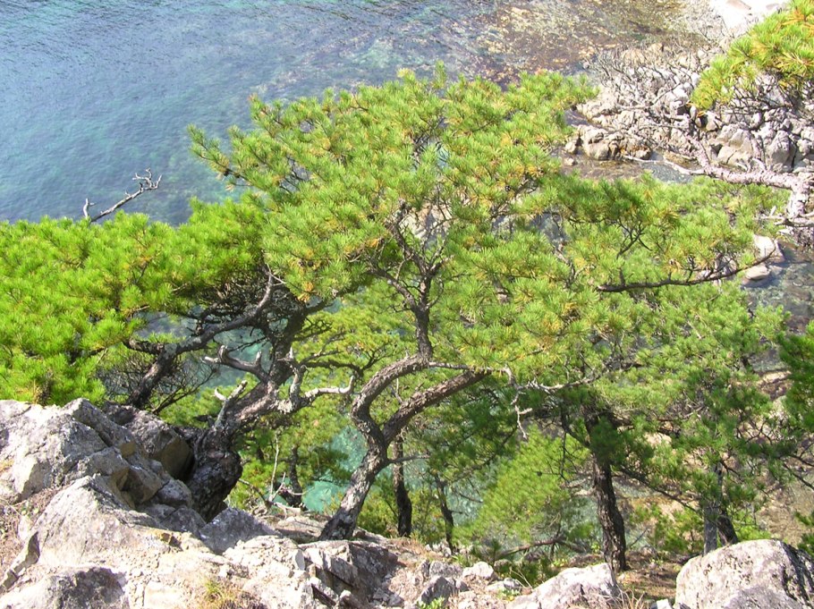 Сосна пицундская (станкевича).