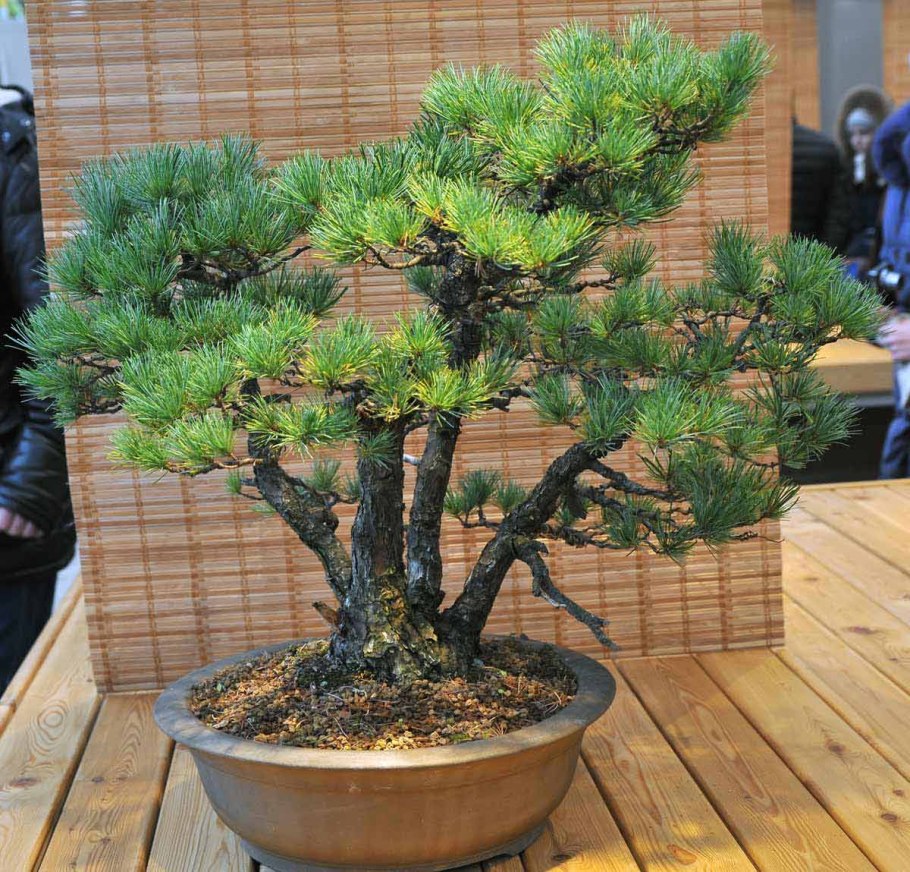 Японская сосна