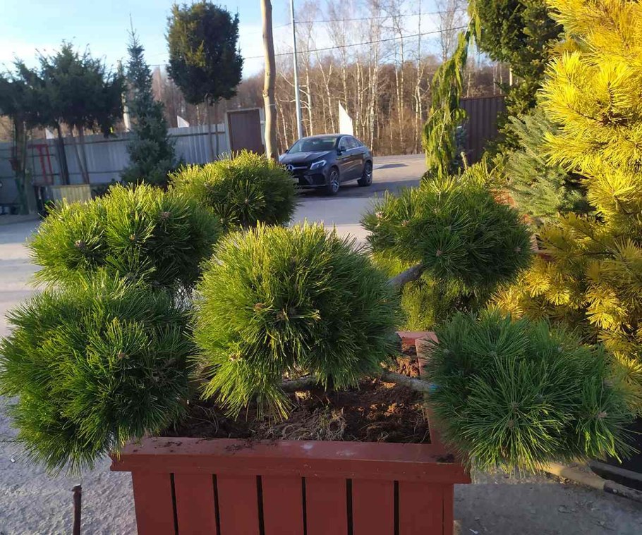 Сосна густоцветковая /Pinus densiflora Jane kluis