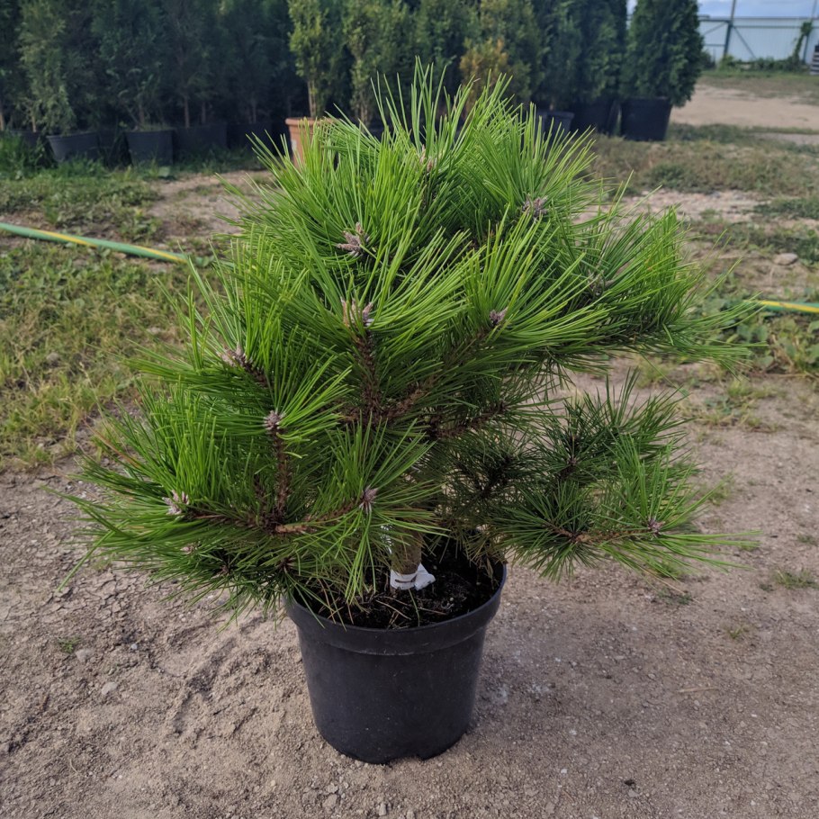 Pinus densiflora Low Glow