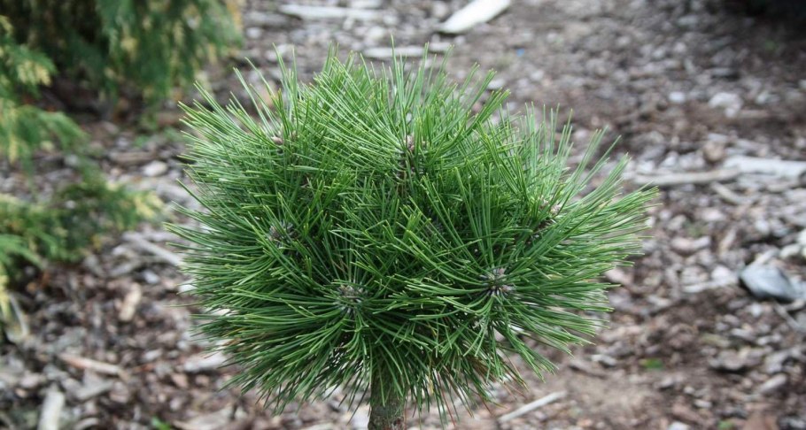 Сосна Шонс бонсай