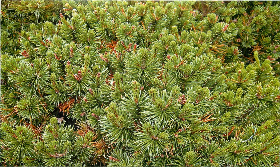 Pinus parviflora hagoromo
