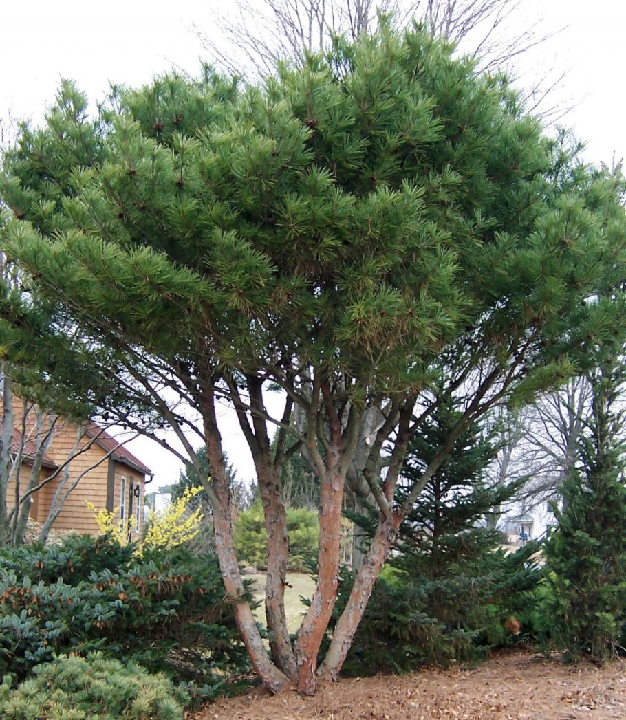 Сосна обыкновенная pinus sylvestris