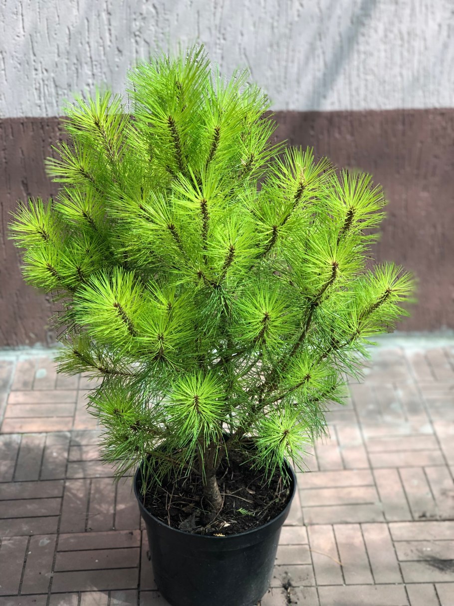 Сосна Лоу Глоу