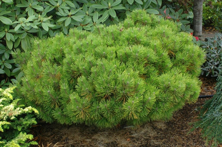 Сосна Окулус Драконис