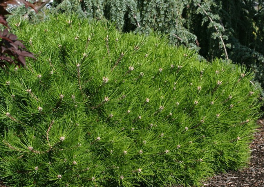 Pinus densiflora Low Glow