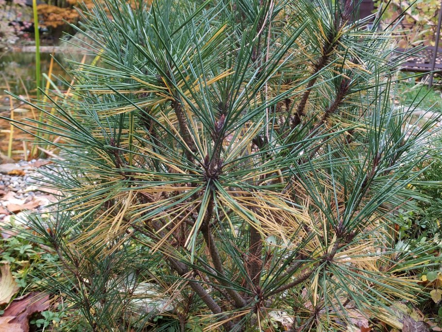 Сосна веймутова онтарио