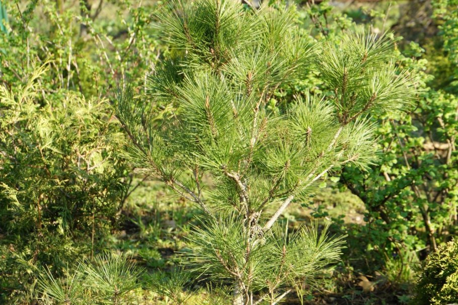 Сосна густоцветная Pinus densiflora