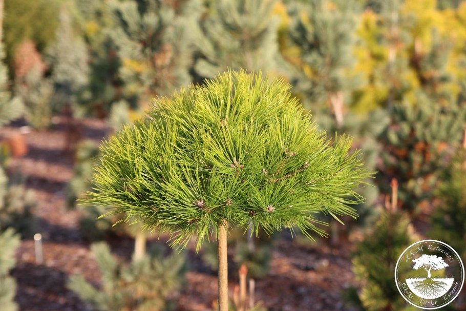 Сосна густоцветная японская красная