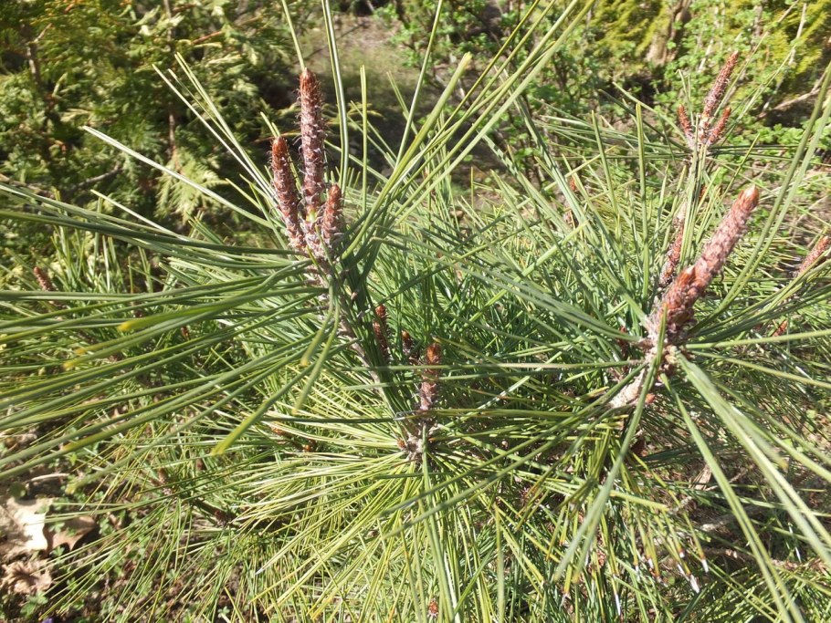 Сосна густоцветковая Alice Verkade