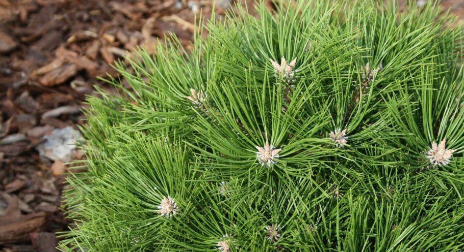 Сосна густоцветковая (японская красная сосна) видовая