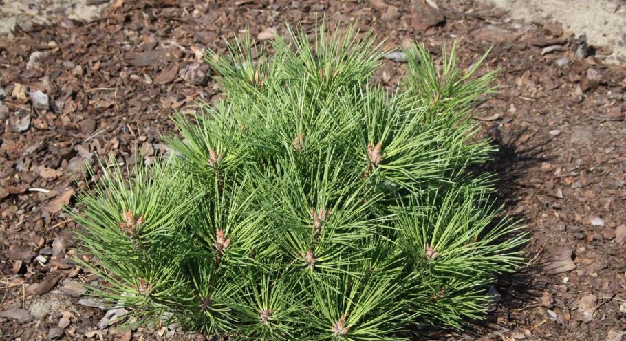 Густоцветная ель