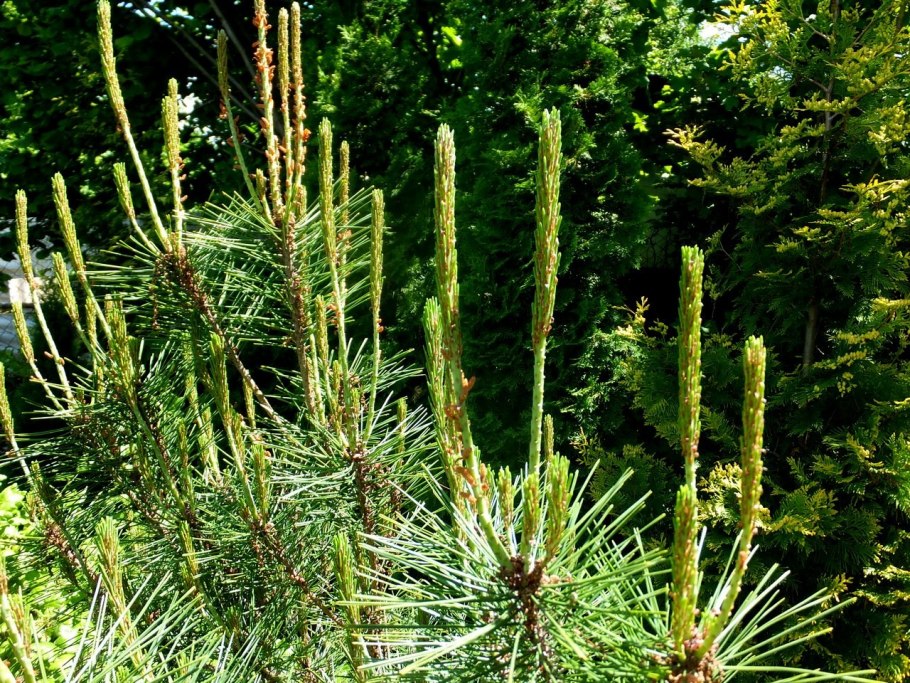 Молодые побеги сосны