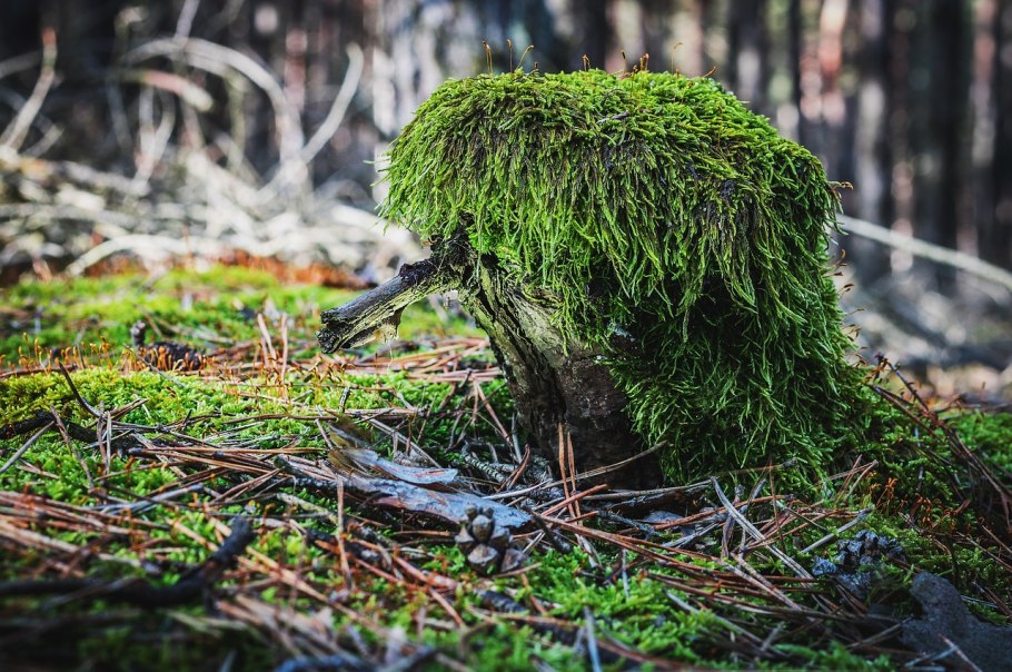Опушка брусничник мох