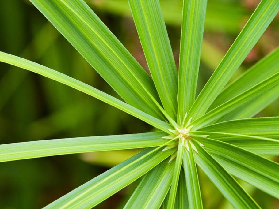Сыть (Cyperus). Семейство осоковых.
