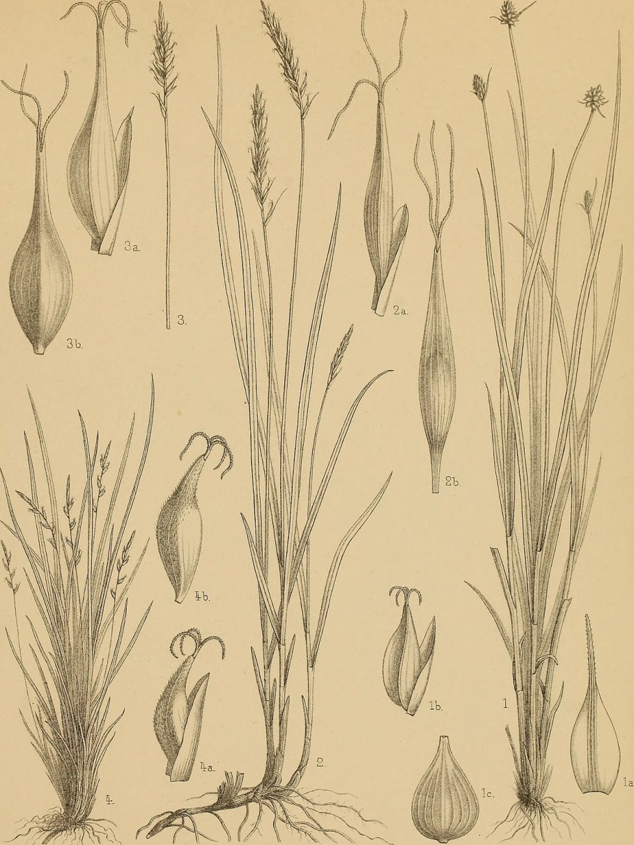 Сыть круглая Cyperus rotundus
