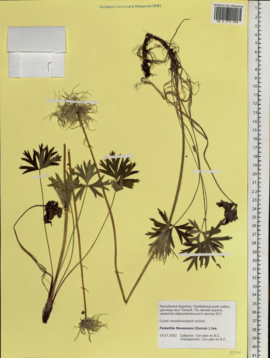 Циперус alternifolius