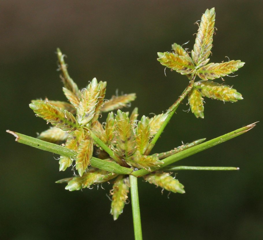 Nocardiopsis flavescens